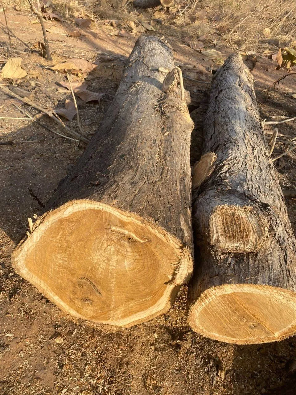 Teak logs on the ground